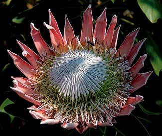 W rozwiniętym kwiatostanie często pełnią rolę powabni, gdyż najwyżej stojące podsadki (np. u Protea i Leucadendron) są barwne i znacznie większe od dolnych (Ryc. 4 6).