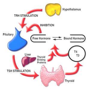 Regulacja uwalniania hormonów tarczycy TSH stymuluje wszystkie stadia syntezy i sekrecji hormonów tarczycy stymuluje zwiększenie wysokości nabłonka i zmniejszenie zwartości koloidu T4 T3 W osoczu