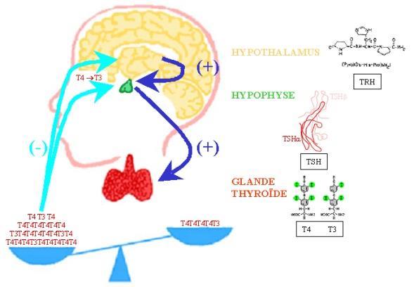 Jodotyroniny wydzielane z tarczycy w proporcji T4 : T3, jak 51 : 1 W tkankach obwodowych zachodzi konwersja T4 (prohormon) do T3, a ta wywiera trzykrotnie większy efekt biologiczny. T3 18 godz.