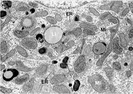 steroidogennych: