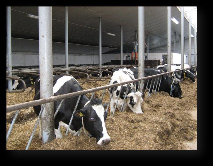 Fot. 2. Krowy rasy holsztyńsko-fryzyjskiej w oborze hodowlanej (fot. własna) 4.2 Struktura użytkowa krów mlecznych Na poziom wydajności mleka duży wpływ ma także wiek zwierzęcia.