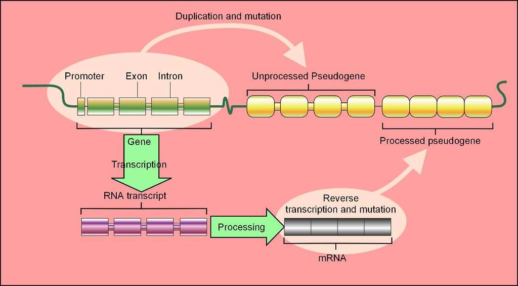 Podczas gdy RNA kodujące białka (nie zawierające intronów) składa się na 2% ludzkiego genomu, sekwencje intronowe obejmują około 25%.
