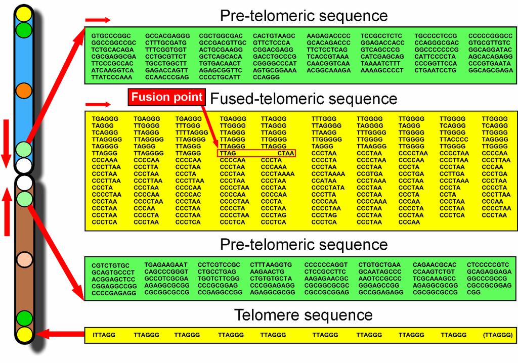 Rycina 3. Sekwencje drugiego chromosomu ludzkiego 6.