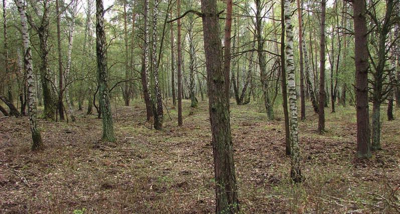 Artur Jedynak Pozyskiwanie i obróbka surowców krzemiennych... 13 Ryc. 3 Powierzchnia pradziejowego pola eksploatacyjnego w Krzemionkach. Widoczne zagłębienia poszybowej hałdy urobku. Fot. A.