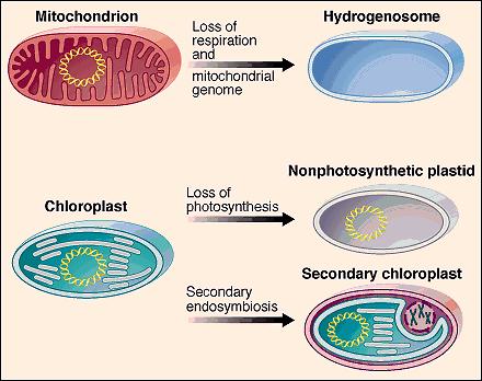 Endosymbioza - to nie koniec Niektóre eukarionty (Archezoa) utraciły mitochondria lecz zachowały geny mitochondrialne Inne (Euglenozoa i Alweolaty) utraciły