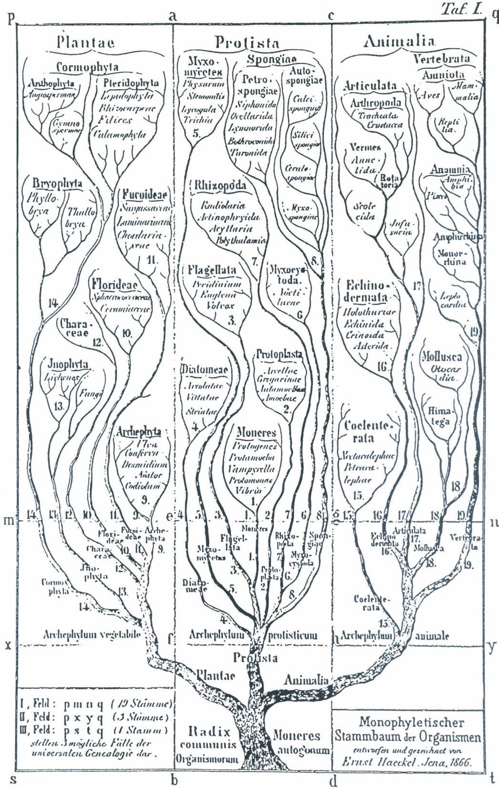 Drzewo życia 1866 Ojciec filogenetyki - Haeckel Autor