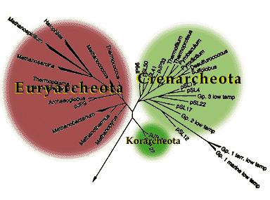 Trzy królestwa Archeanów Duże podobieństwo do bakterii Euryarcheota (słonolubne i metanogenne) Crenarcheota