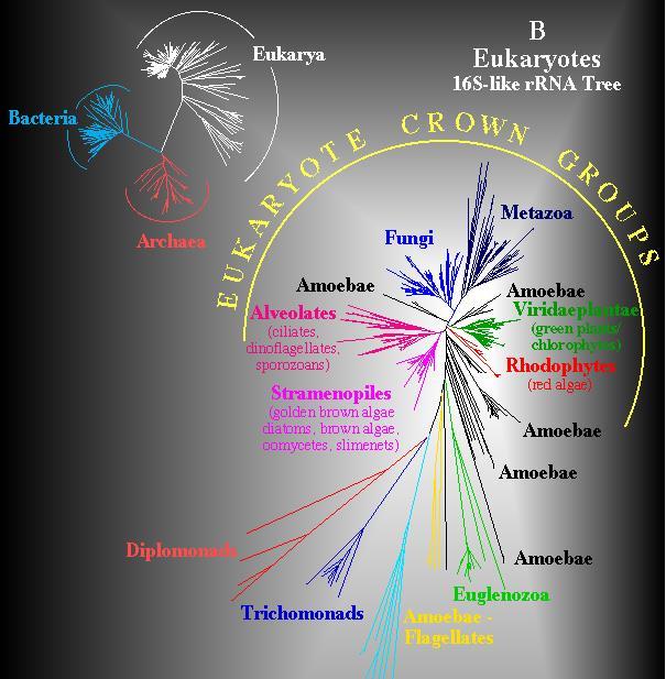 Drzewo życia genu rrna Chloroplasty i mitochondria wywodzą się z bakterii Korona Eukaryota Grzyby i zwierzęta są blisko spokrewnione i