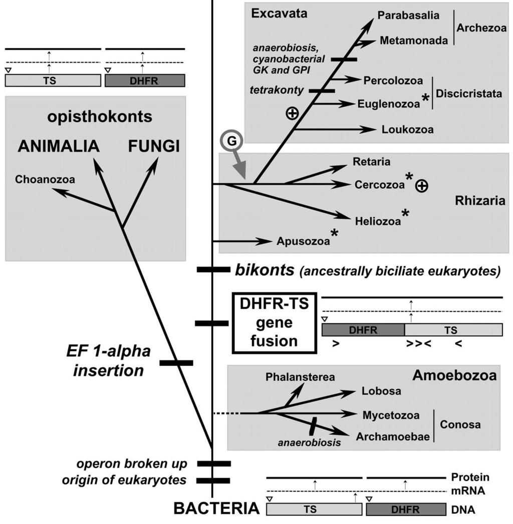 Rzadkie Zdarzenia (Rare Genomic Events) Duplikacje genów i sygnaturowe indele mogą pomóc w rozwiązaniu trudnych kwestii