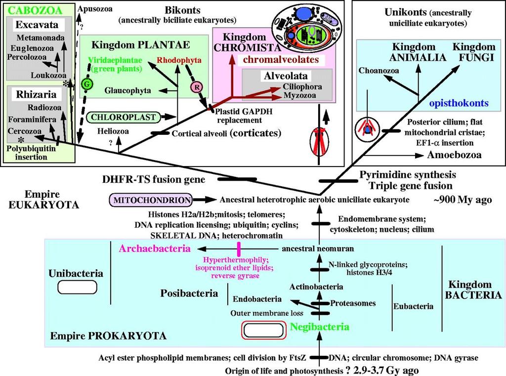 Drzewo życia Cavalier-Smith, 2005 Dane molekularne, ultrastrukturalne i