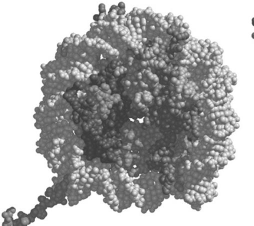 (człowiek) 30 nm włókno 2 nm 2 nici DNA 10 nm -nukleosomy