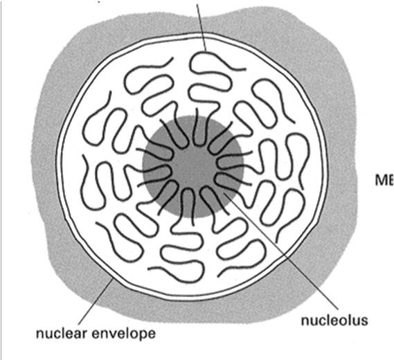 chromatyna w róŝnej formie skondensowania: euchromatyna heterochromatyna jąderko (jąderka) Liczba, wielkość, kształt zaleŝą od: typu komórki zaangaŝowania w syntezę białek plemniki, erytrocyty