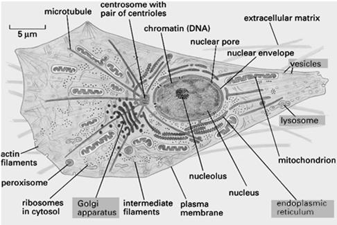 Cytoplazma cytoplazma + jądro komórkowe = protoplazma Cytoplazma cytoplazma podstawowa (cytozol) organelle złoŝony koloid wodny cząsteczek i makrocząsteczek Kompleksy białkowe (+RNA) Cytoplazma