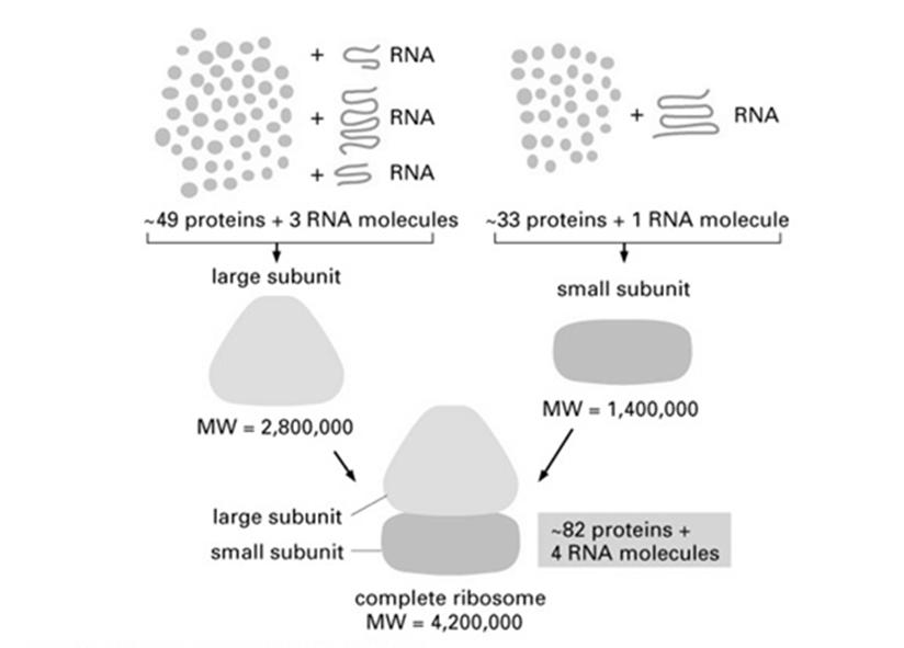 Rybosomy u Eukariotów rybosomy 80S; (70S w mitochondriach i chloroplastach) białek duŝa podjednostka białek mała podjednostka Białka: strukturalne enzymatyczne Aktywność