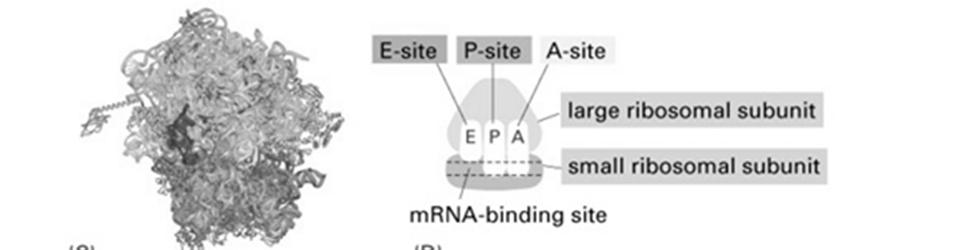 wiązania t-rna A-site: akceptorowe (aminoacylo-trna) P-site peptydylowe (peptydylo trna) E-site: wyjścia (ang.