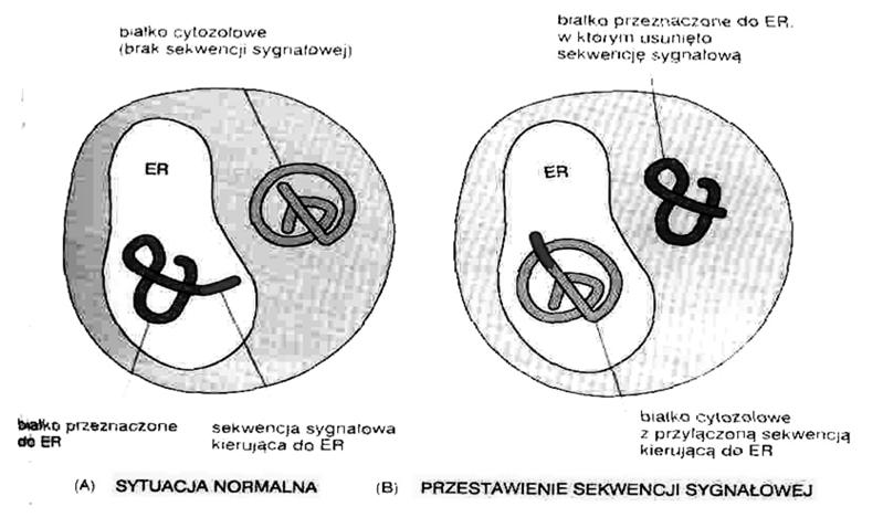 sortowanie białek sekwencja