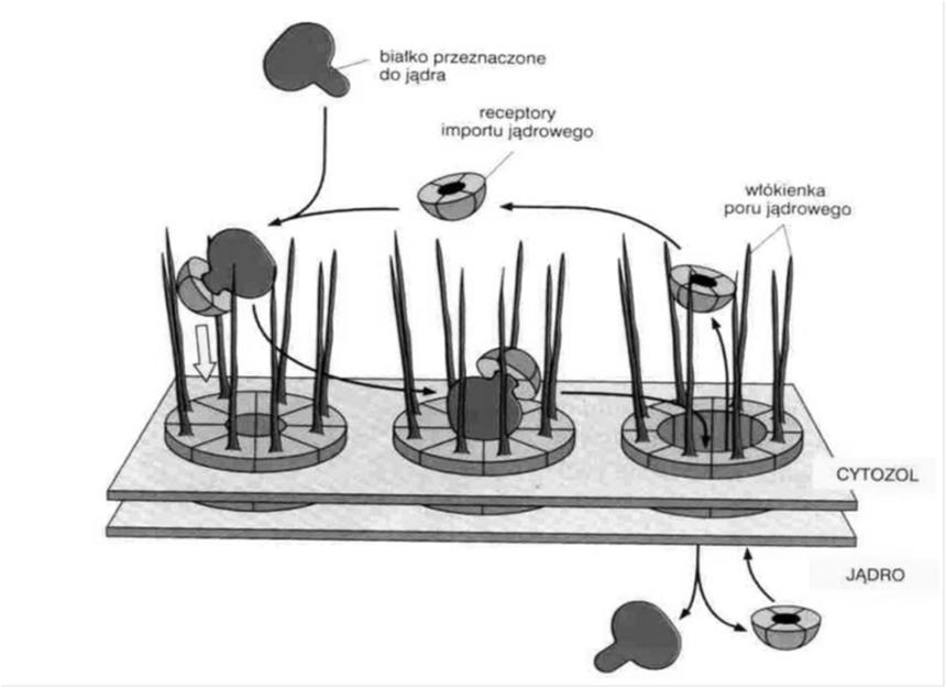 Transport przez pory jądrowe związki małocząsteczkowe, jony makrocząsteczki, które nie wchodzą w interakcje z białkami porów zaleŝy od wielkości cząsteczek do 50 kda makrocząsteczki, które wchodzą