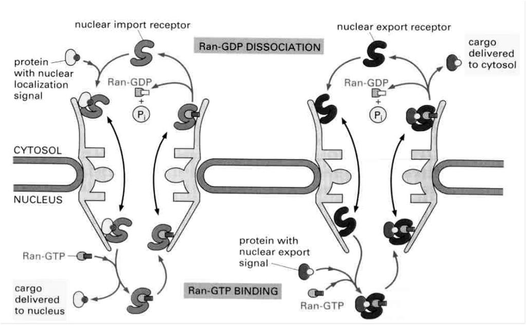sygnalizacji jądrowej receptor importu jądrowego dysocjacja Ran-GDP receptor eksportu jądrowego