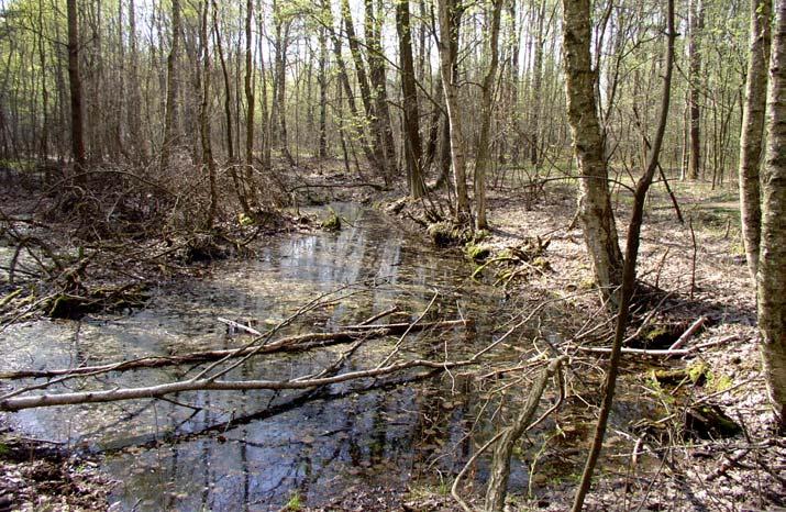 Stanowisko Nr 5 Zbiornik okresowy, śródleśny, zacieniony o powierzchni około 80 m 2 ; podłużny, zwężający się