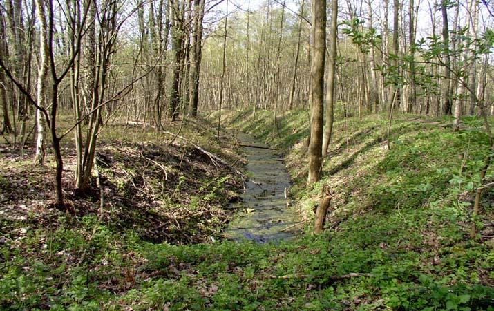 Stanowisko Nr 6 Rów stagnujący będący zmeliorowanym torfowiskiem, szerokość około jednego metra, śródleśny,