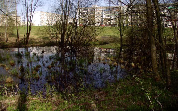 Stanowisko Nr 7 Zbiornik okresowy, częściowo zacieniony, o powierzchni około 100 m 2.