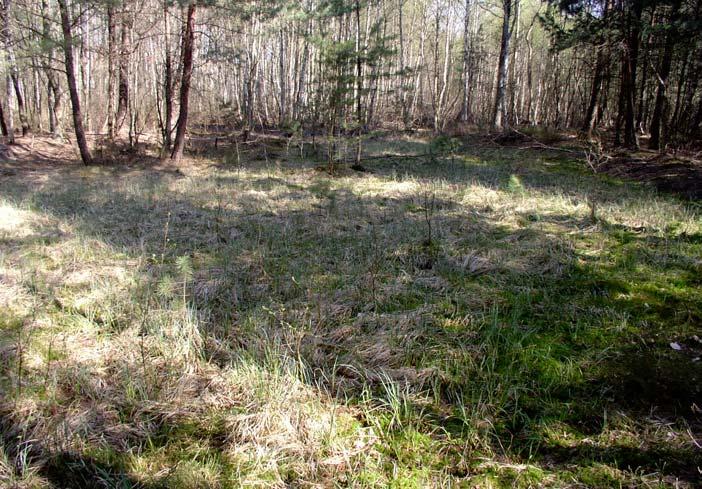 Stanowisko Nr 11 Zbiornik okresowy śródleśny. Zacieniony.