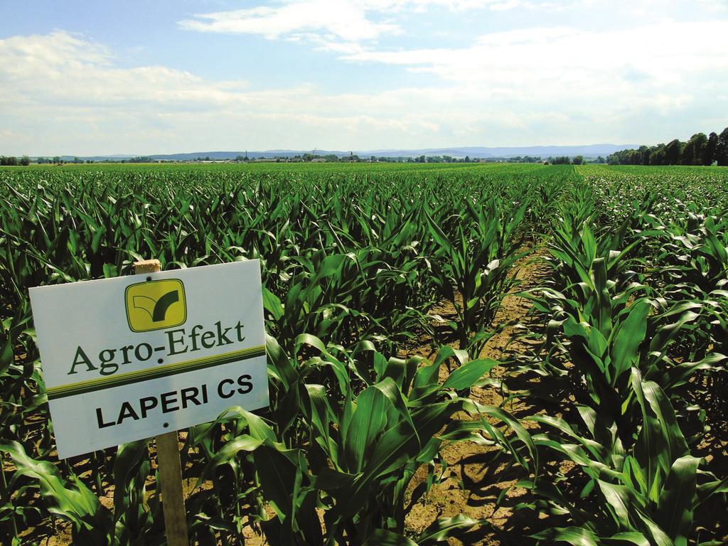 ZIARNO Kukurydza - LAPERI CS LAPERI CS HODOWCA: CAUSSADE LICZBA FAO: 250-260 TYP: MIESZANIEC POJEDYNCZY rejestracja: Francja i Włochy 2012 bardzo wysoki potencjał plonowania, przy intensywnej