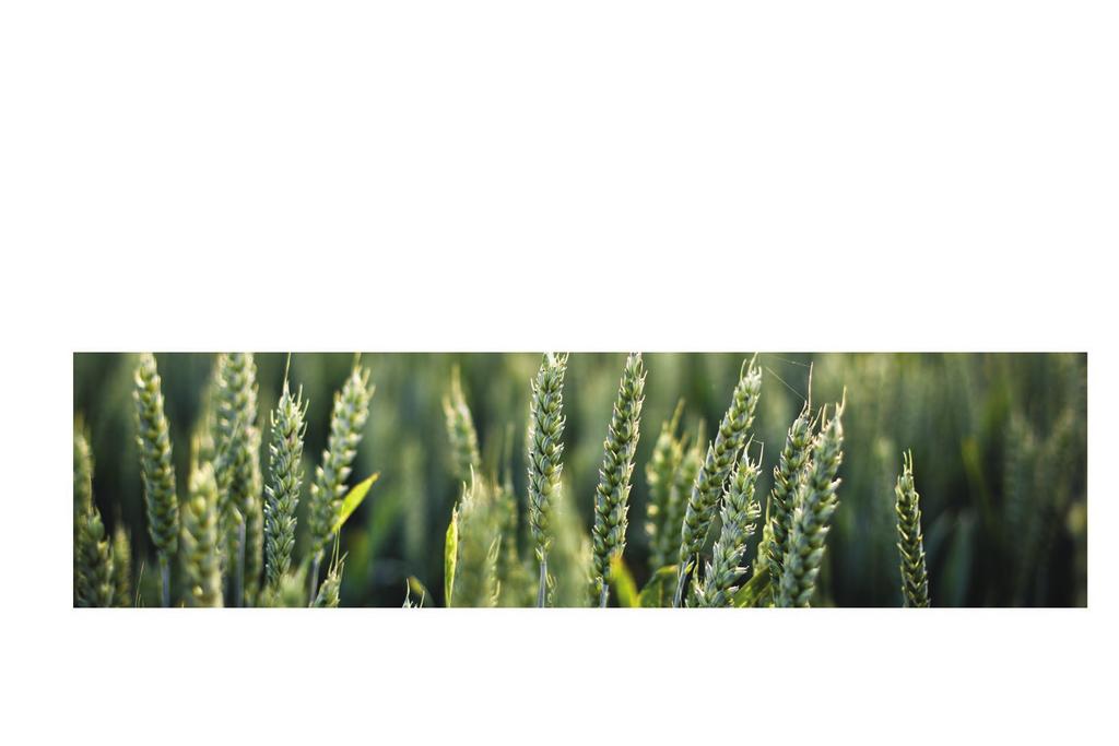 Pszenica jara - MANDARYNA / IZERA MANDARYNA HODOWCA: DANKO HODOWLA ROŚLIN pszenica jakościowa (A) odmiana wczesna o średniej wysokości oraz dobrej odporności na wyleganie charakteryzuje się bardzo