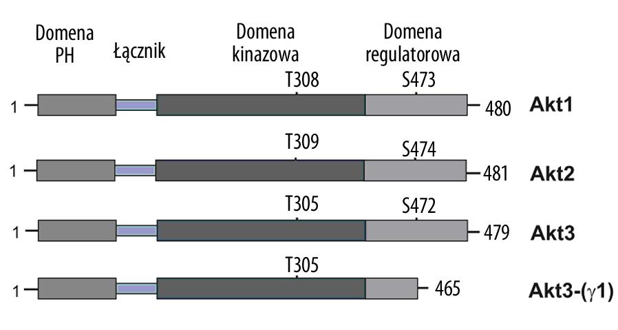 Krześlak A. Kinaza Akt: kluczowy regulator metabolizmu i progresji nowotworów Ryc. 1. Struktura izoform Akt.