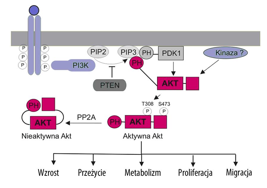 regulatorowej. W domenie katalitycznej i C-terminalnej znajdują się reszty treoniny i seryny, których fosforylacja jest konieczna do aktywacji kinazy Akt.