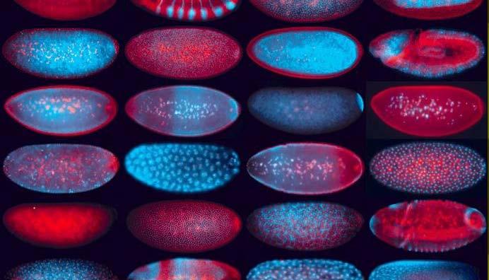 High-resolution fluorescent in situ hybridization procedure to comprehensively