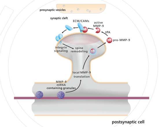 Activity-dependent local translation of MMP-9 Dziembowska et al.