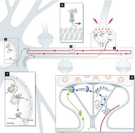 Sushi belt model Figure 2 from Michael Doyle and Michael A Kiebler The EMBO Journal