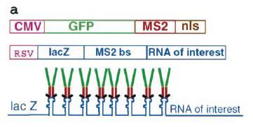 MS2 system to stain