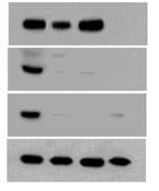MMP-9 protein is enriched in the synaptoneurosomal fraction Hippocampus or cortex HOMOGENIZATION H F SN C FILTRATION (PVDF 100, 60, 30, 10 μm) Homogenate (H) PSD-95 GFAP c-jun Filtrate (F)