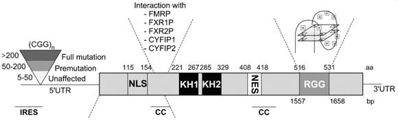 Badanie oddziaływania białko-rna Fragile X syndrome is the most common form of inherited mental