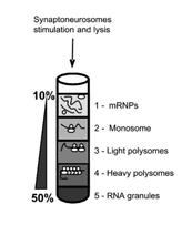 and after stimulation with DHPG