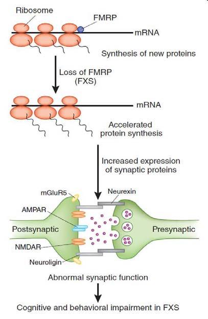 Local translation of MMP-9 is regulated by FMRP MMP-9