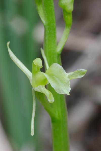 RAPORT Z MONITORINGU LIPIENNIKA LOESELA (LIPARIS LOESELII)