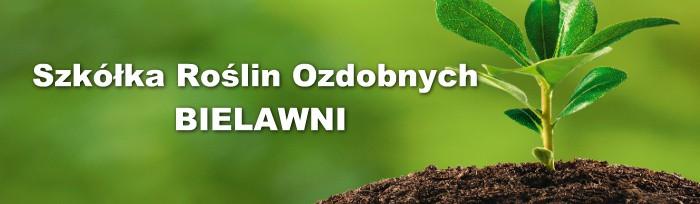 Sprzedaż hurtową prowadzimy od poniedziałku do piątku w godzinach od 8.00 do 18.00 i w soboty od 9.00 do 13.00 Możliwość dostawy roślin własnym transportem. Rozładunek w gestii Klienta.