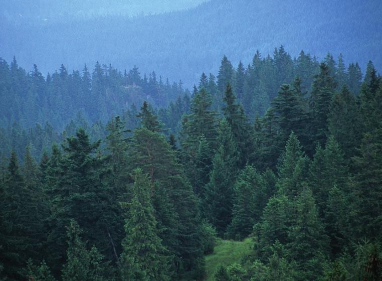 Jego rozmieszczenie ma charakter borealno-górski, a w Polsce występuje w dwóch rejonach w północnej i północno-wschodniej części kraju oraz na południu w Karpatach, Sudetach i na Wyżynie Małopolskiej.