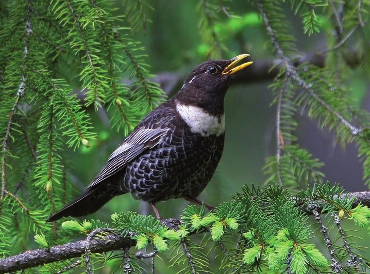 Drozd obrożny Turdus torquatus Ptak rozmiarami i sylwetką przypominający kosa, należący tak jak on do rodziny drozdów. Upierzenie samca jest czarne z białym półksiężycowatym polem na piersi.