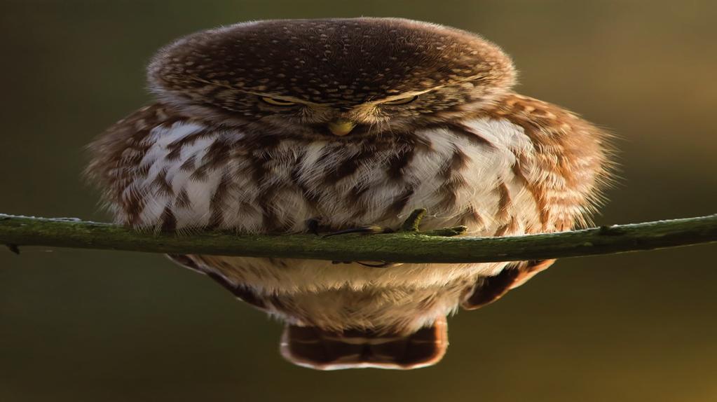 Sóweczka Glaucidium passerinum Sóweczka to najmniejsza europejska sowa, nie większa niż szpak.