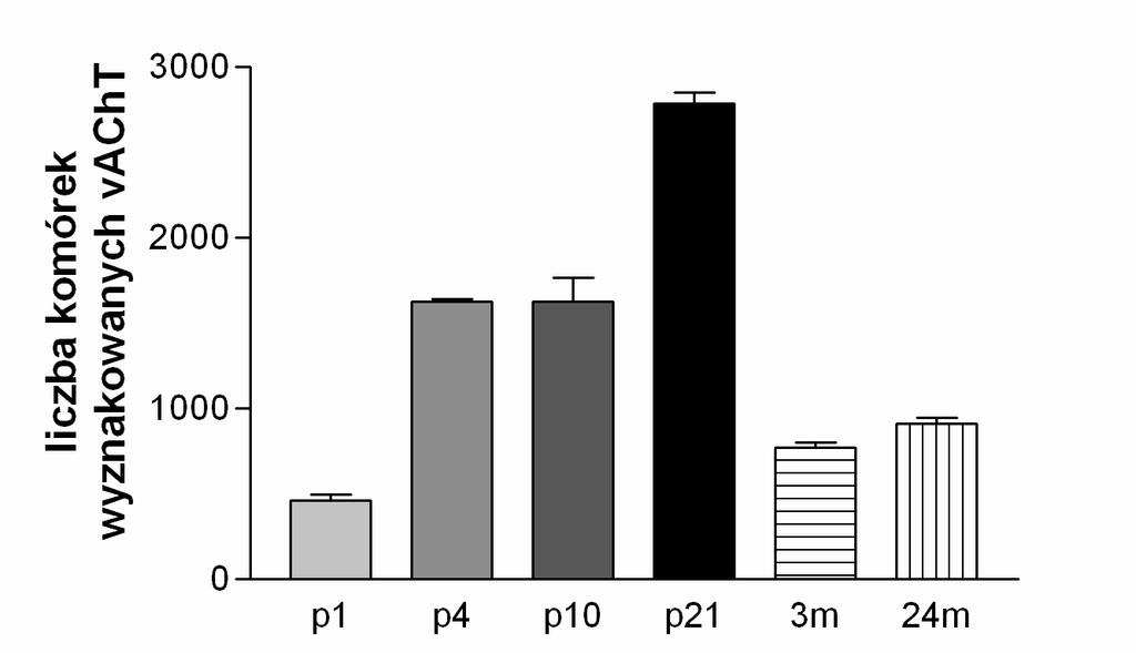 a) Formacja Broca. b) Prążkowie. Rycina 15. Zmiany liczby komórek cholinergicznych w formacji Broca i prążkowiu szczurów P1 24 miesięcznych.