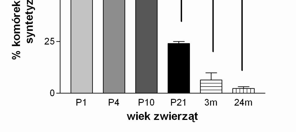 W badaniach immunohistochemicznych wykazano również, że liczba neuronów cholinergicznych wykazujących IR-cGMP w formacji Broca i prążkowiu maleje wraz z wiekiem zwierząt (Rycina 16).