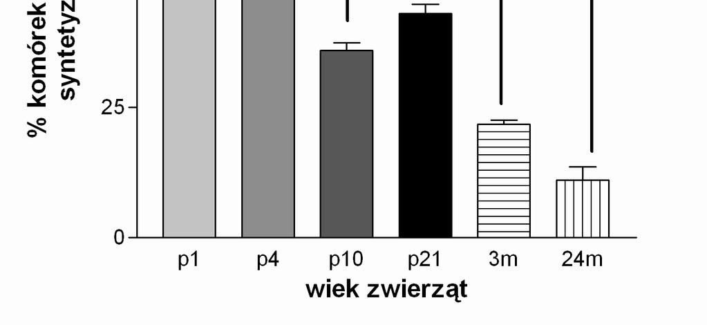 b) Prążkowie. Rycina 16. Zmiany IR-cGMP w neuronach cholinergicznych na różnych etapach życia szczurów.