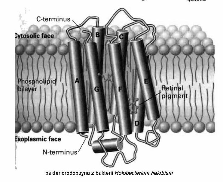 białka politopowe Domena transbłonowa: kilka