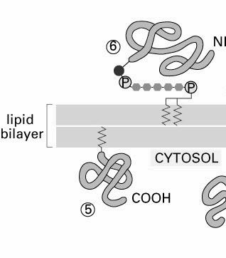 Białka zakotwiczone poprzez lipidy