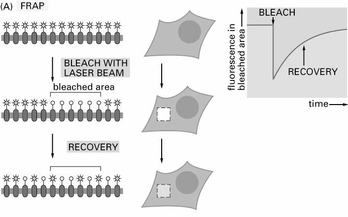 płynności błon komórkowych Technika FRAP (fluorescence recovery after