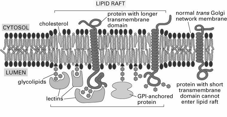 Dwuwarstwa lipidowa